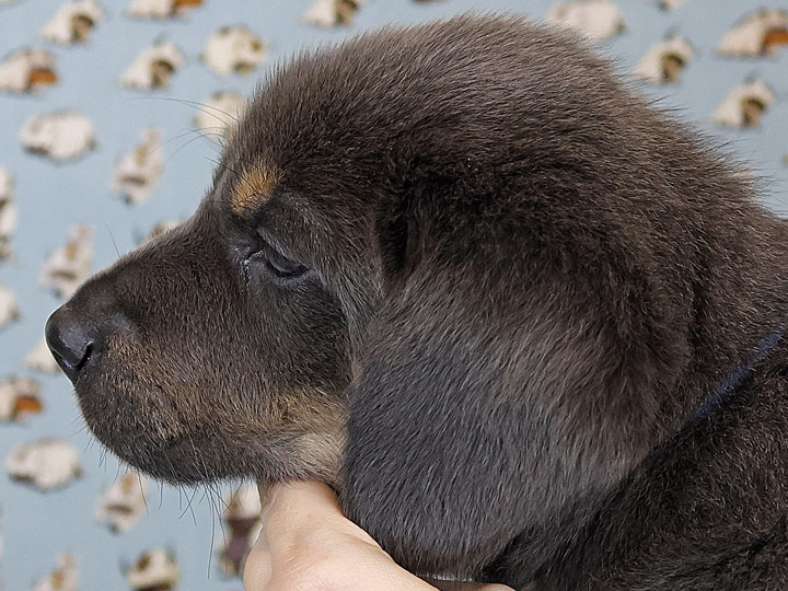 chinook puppy